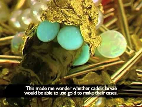When Biology And Art Come Together, the result is BLING bugs! MUST SEE!