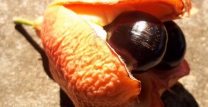 10 Unsuspecting Food You Never Would Have Thought To Be Deadly