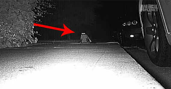 Neighbors Kept Getting Items Stolen Until They Caught The Weird Culprit: A Cat.