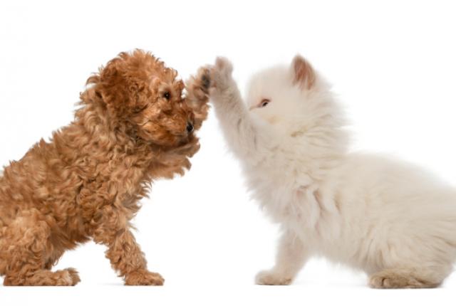 Can My Pet Be Right- Or Left-Pawed?
