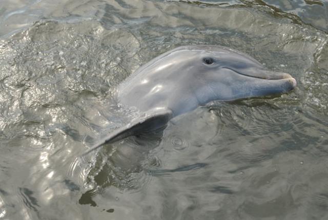 How Do Dolphins Sleep?