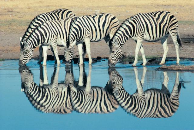 dv031036 Why do zebras have stripes?