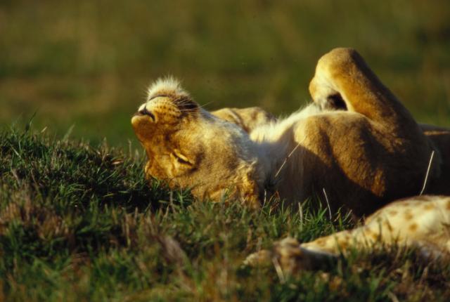 How Do Big Cats Feel About Catnip?