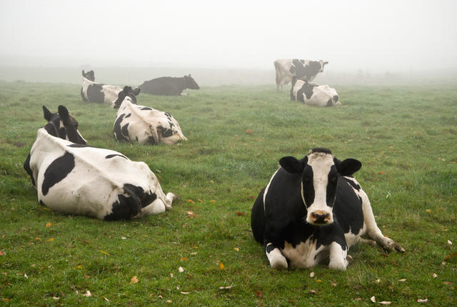 #NAME Can Cows Tell When A Storm Is Coming?