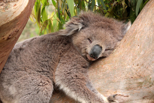 #NAME Why Are Koalas Always Hugging Tree Trunks?