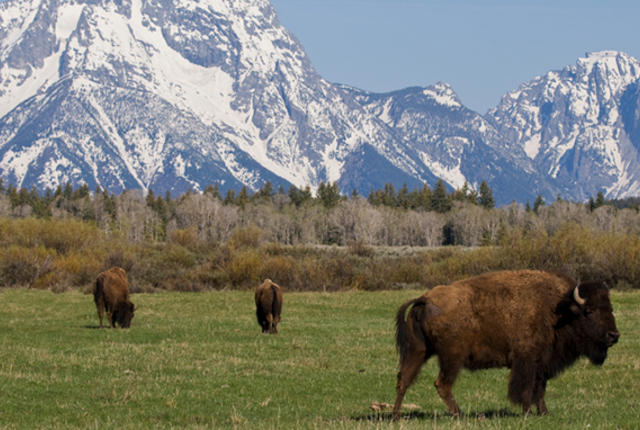 Are Buffalo and Bison The Same Animal?