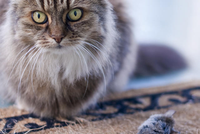 Why Does My Cat Always Leave Me “Gifts”?