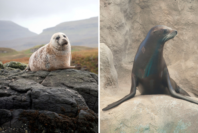 Aren’t Seals and Sea Lions Basically The Same?
