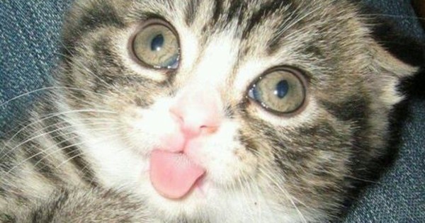 These 25 Adorably Unphotogenic Animals Are Going To Leave You In Tears Of Laughter