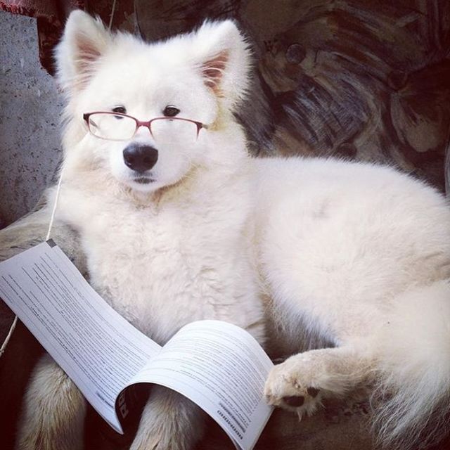 19 Dogs Who Think They’re Better Than Us
