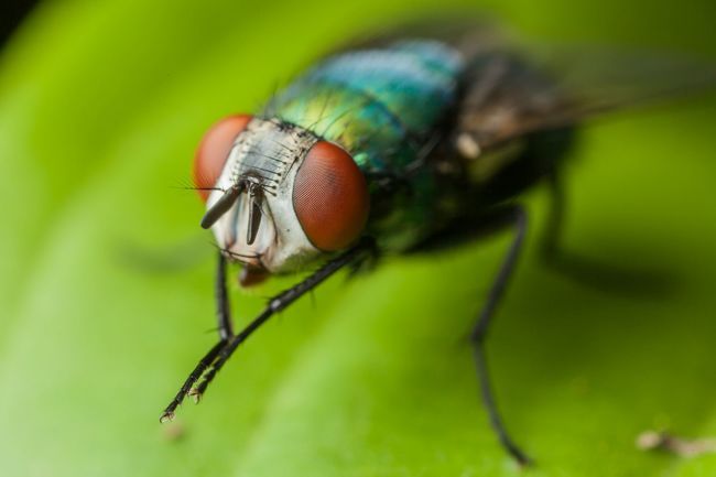 20 Devious Animals Who Are Plotting Something Evil