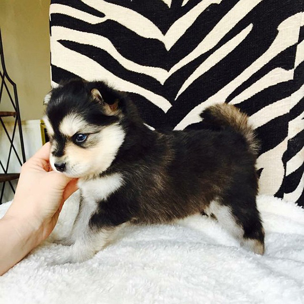 20 Cute Photos Of Crossbreed Dogs That Will Change The Way People Think About Them