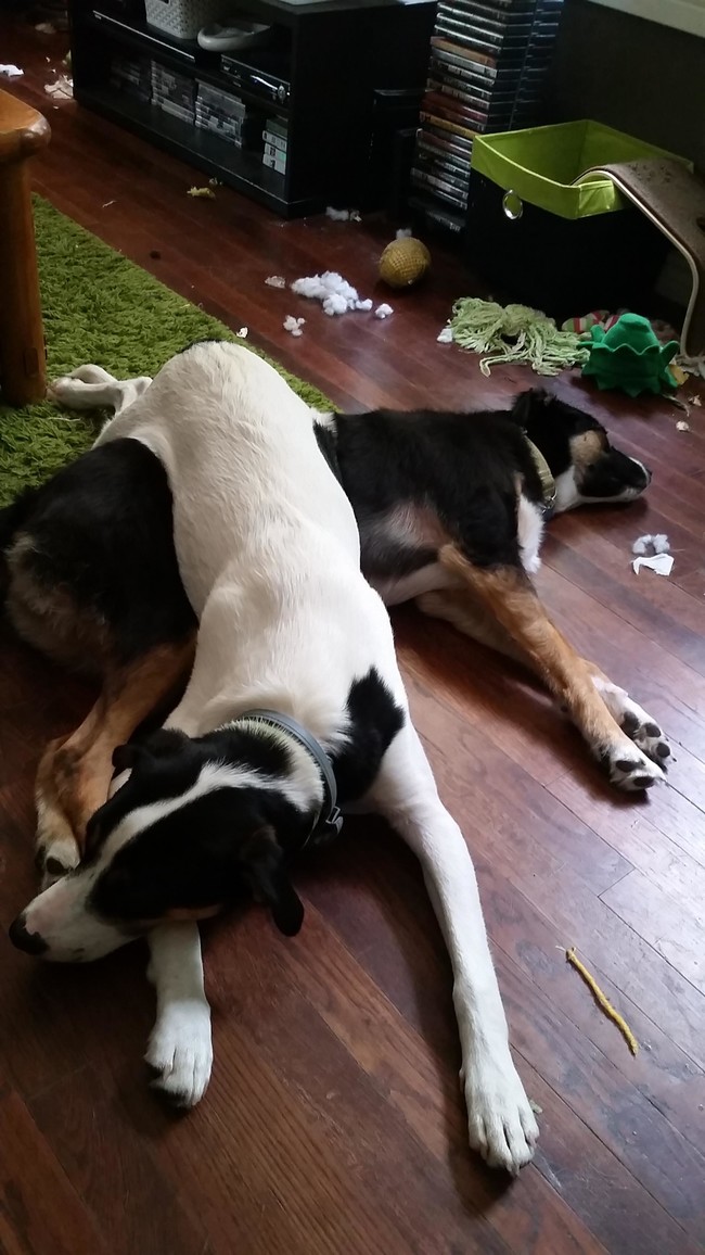 The 21 Animals That Know The Truth About Life Is By Playing Hard And Sleeping Harder