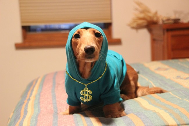 21 Cute Dachshund Photos That Rightly Prove that Size Does Not Matter