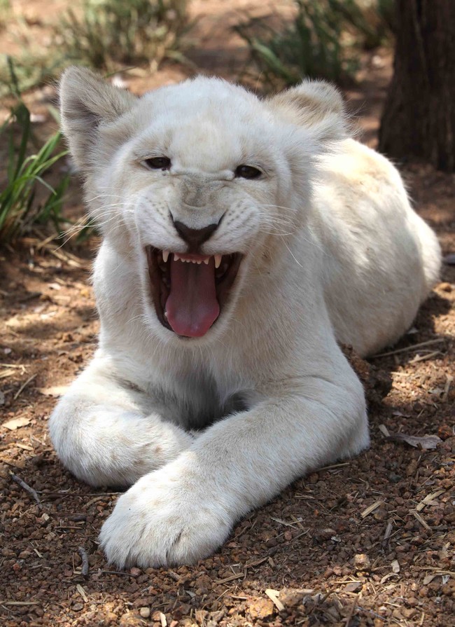 22 Rare Genetically Abnormal Animals That Are Going To Surprise You