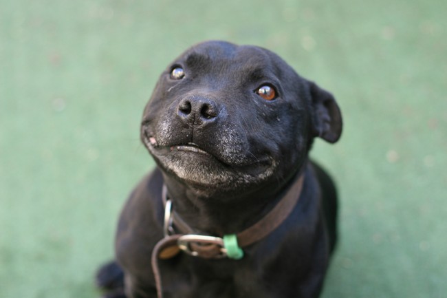 These 20 Animals Hilariously Look Awkward As They Smile For the Camera