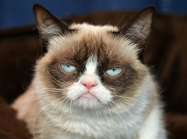 20 Of The Most Popular Internet Cat Stars