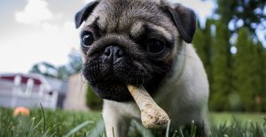 Dog eating poop remedy