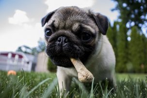 #NAME Dog eating poop remedy