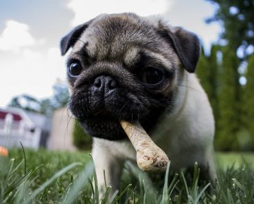Dog eating poop remedy