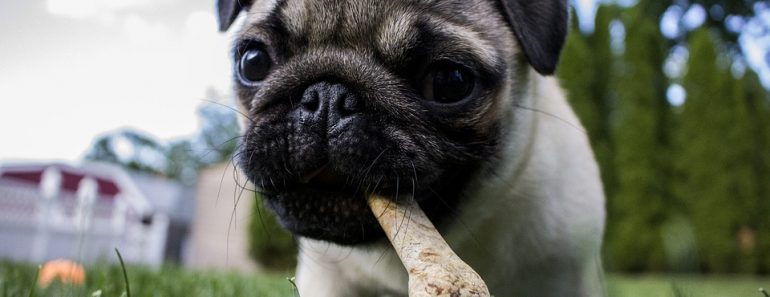 Dog eating poop remedy