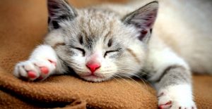 Why and how do cats purr?