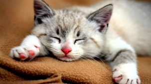 Why and how do cats purr 303x170 Why and how do cats purr?