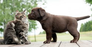Why do dogs eat cat poop?