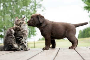 #NAME Why do dogs eat cat poop?