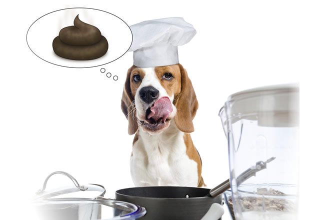 Why do dogs eat poop?