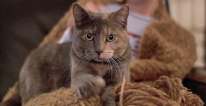 Why does my cat knead me but not my husband?