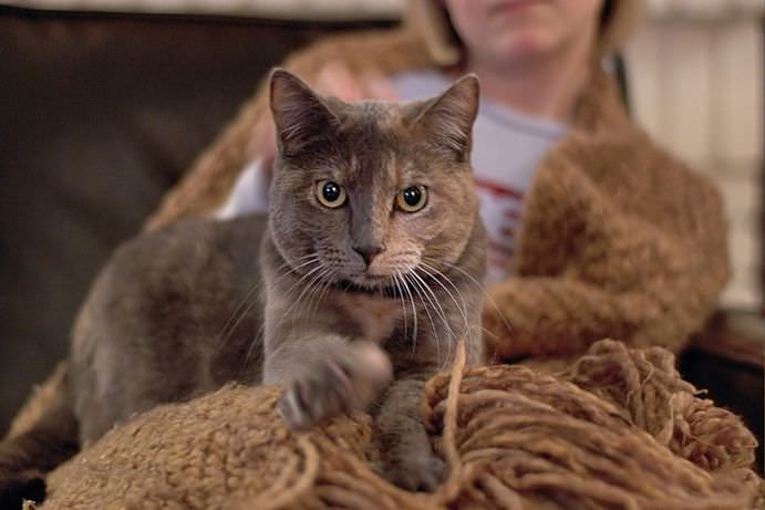Why does my cat knead me but not my husband?