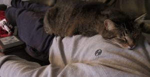 Why does my cat sleep on my chest?