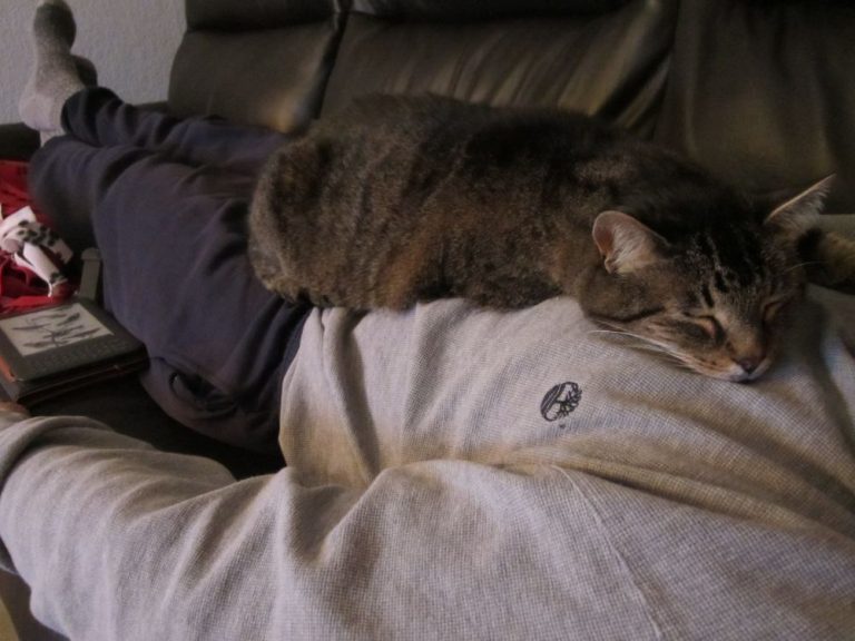 Why does my cat sleep on my chest?