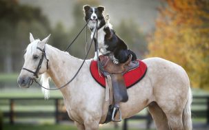 Are dogs smarter than horses 303x189 Are dogs smarter than horses?