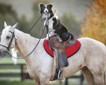 Are dogs smarter than horses