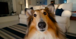Are dogs smarter than humans?