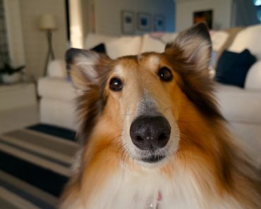 Are dogs smarter than humans?