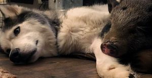 Are dogs smarter than pigs?