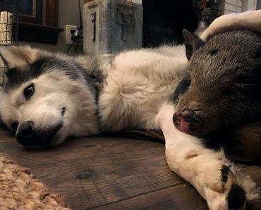 Are dogs smarter than pigs?