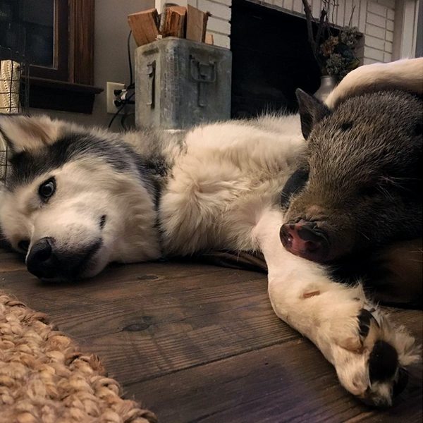Are dogs smarter than pigs?