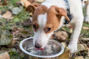 #NAME How do dogs drink water?