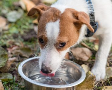 How do dogs drink water
