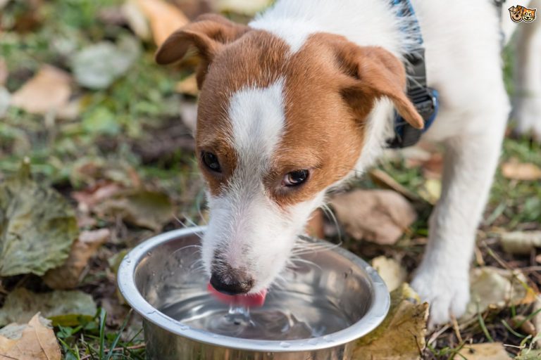 How do dogs drink water?