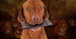 How much chocolate will kill a dog How much can it eat