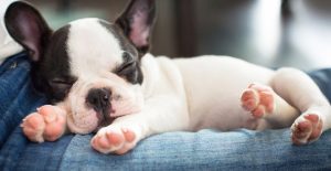 What do dogs dream about