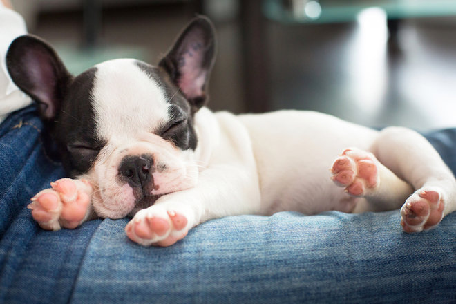 What do dogs dream about?