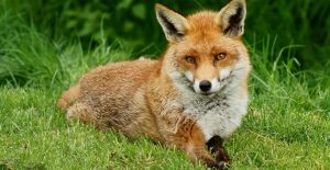 What does the fox actually say