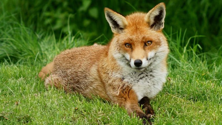 What does the fox actually say?