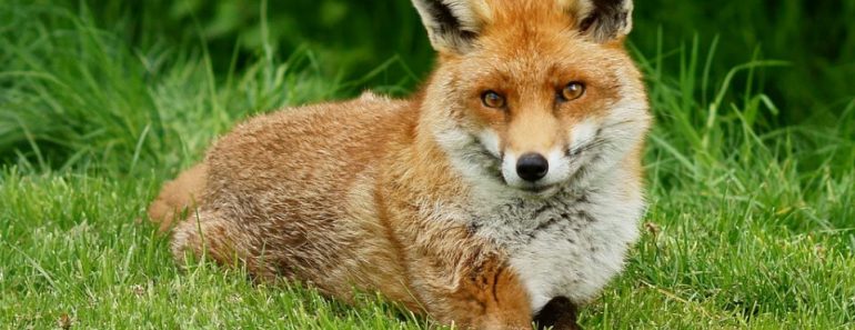 What does the fox actually say